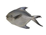 WHITE POMFRET BIG